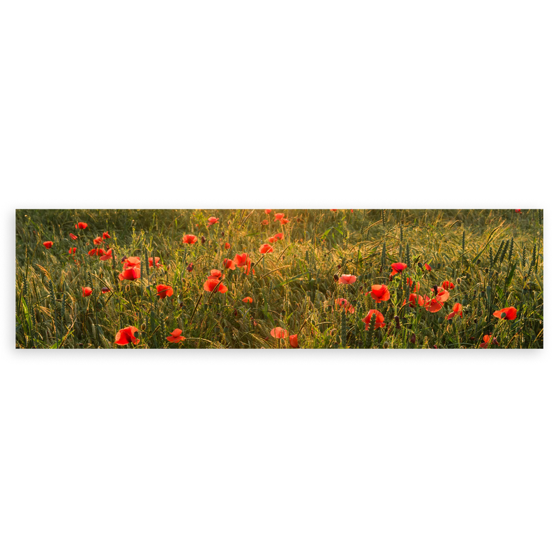 Cuadro horizontal fotográfico de un hermoso campo de amapolas rojas iluminadas por el sol. Disponible en kudeko.com
