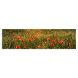 Horizontales Wandbild eines wunderschönen Feldes mit roten Mohnblumen, die von der Sonne beleuchtet werden. Verfügbar auf kudeko.com.