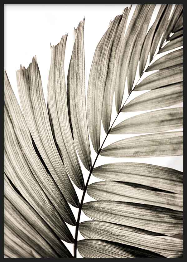 Tableau minimaliste en noir et blanc avec feuilles de palmier, idéal pour une décoration moderne et épurée. Disponible sur kudeko.com