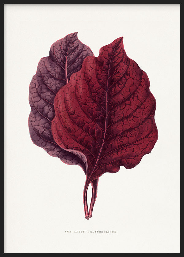 Tableau moderne au design botanique avec feuille d’amarante en tons bordeaux, élégant et décoratif. Disponible sur kudeko.com