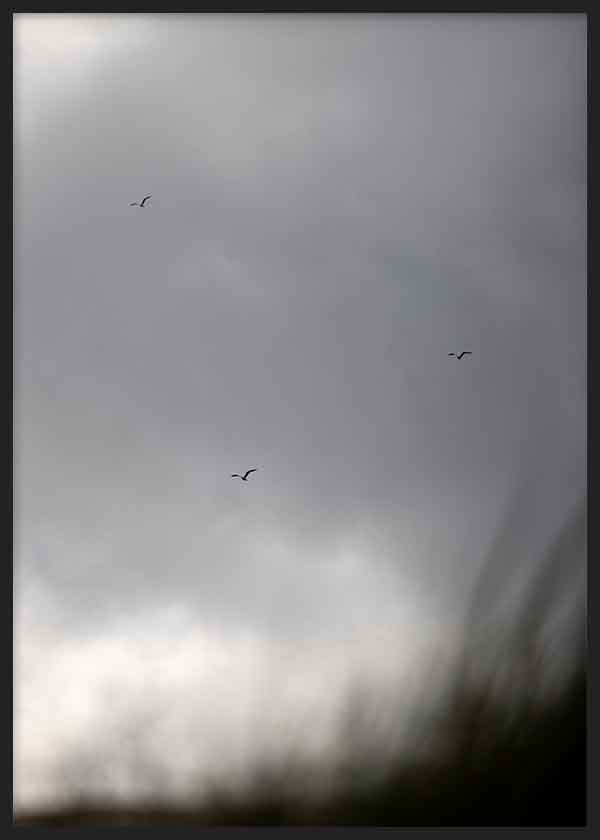 Birds and Clouds 2