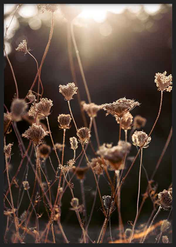 Cuadro minimalista de flores secas iluminadas por la luz del atardecer, ideal para decoraciones nórdicas. Disponible en kudeko.com.
