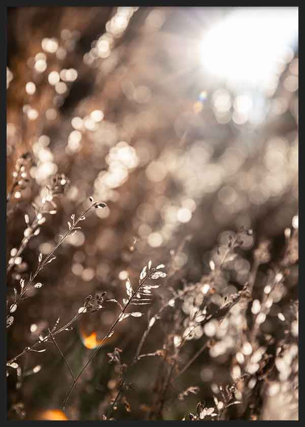 Quadro minimalista com luz dourada sobre um campo natural e efeito bokeh, ambiente decorativo suave e luminoso. Disponível em kudeko.com