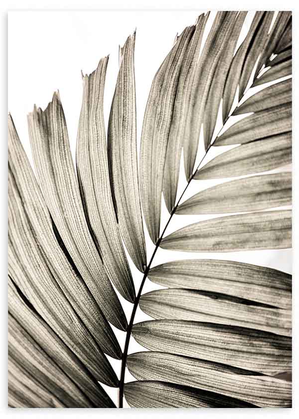 Cuadro minimalista en blanco y negro con hojas de palma, ideal para decoración moderna, disponible en kudeko.com.

