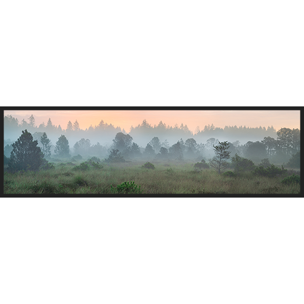 Intact Moorland