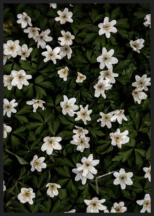 Tiny Flowers 2