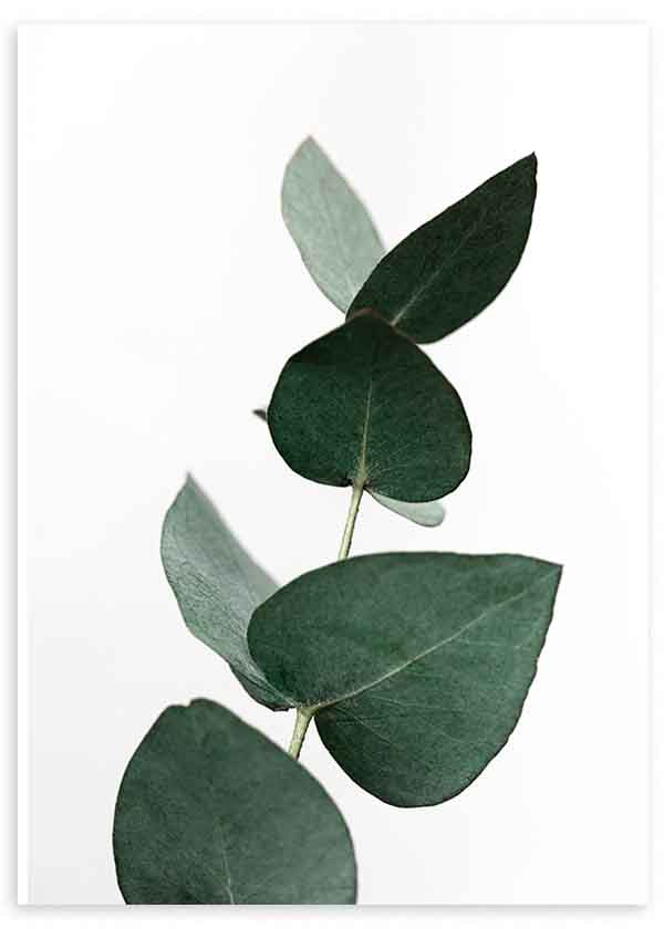 Quadro com ramo de eucalipto em tons de verde escuro sobre fundo claro, com estilo decorativo simples e natural. Disponível em kudeko.com