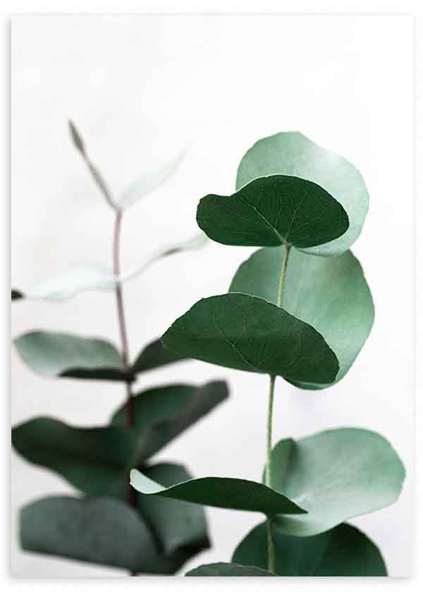 Cuadro con ramas de eucalipto en tonos verdes suaves sobre fondo claro. Disponible en kudeko.com.
