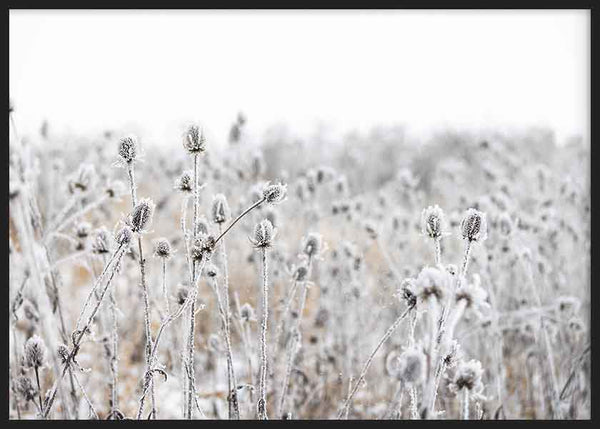 Cuadro horizontal de flores invernales cubiertas de escarcha sobre un fondo minimalista. Disponible en kudeko.com.
