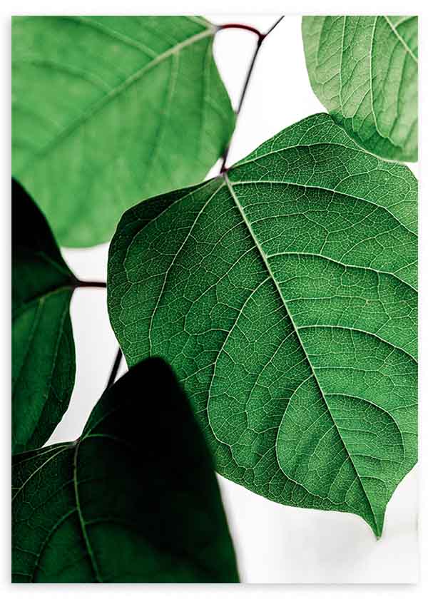 Tableau avec gros plan de feuilles vertes, mettant en valeur leur texture naturelle et leur fraîcheur décorative. Disponible sur kudeko.com
