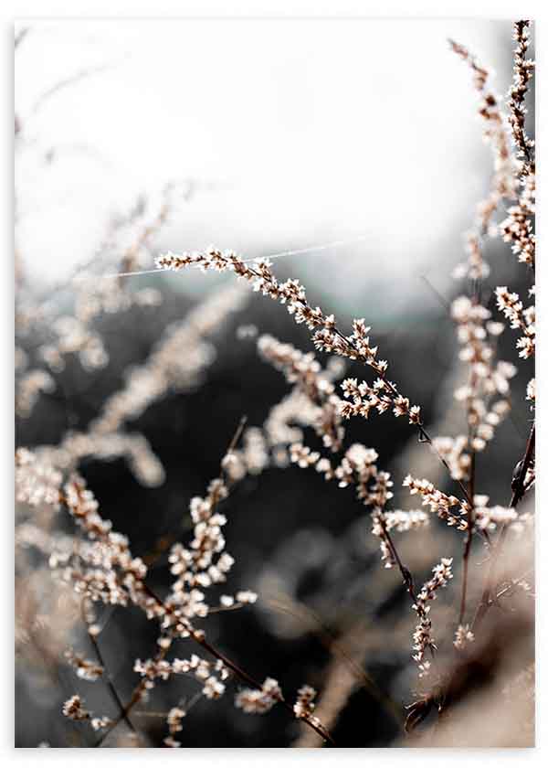 Quadro com ramos de flores silvestres em tons bege e castanho sobre fundo desfocado, estilo decorativo natural e suave. Disponível em kudeko.com