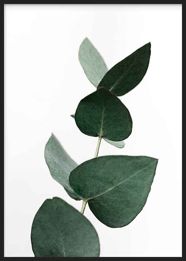 Quadro com ramo de eucalipto em tons de verde escuro sobre fundo claro, estilo decorativo natural e simples. Disponível em kudeko.com