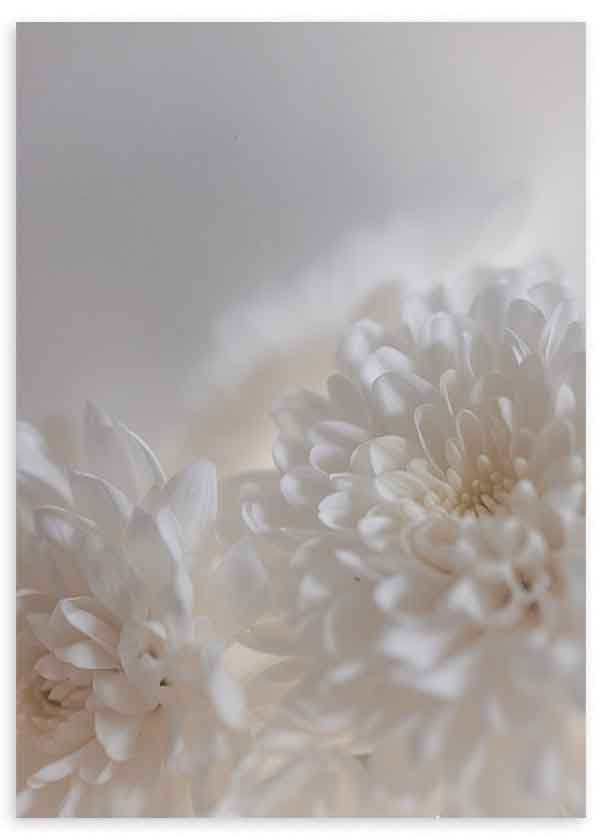 Cuadro de flores blancas en primer plano con luz suave, ideal para decoraciones modernas y nórdicas. Disponible en kudeko.com.
