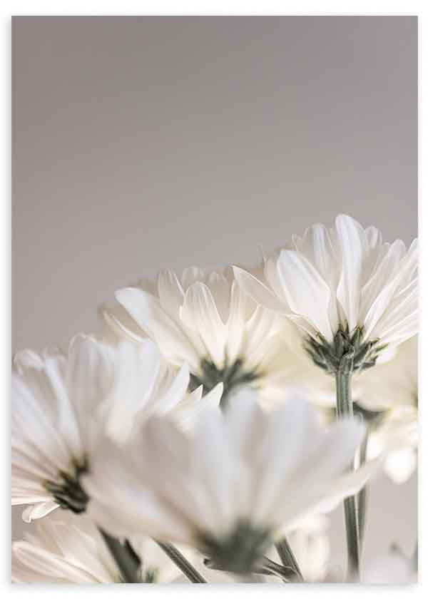 Wandbild im minimalistischen Stil mit weißen Blumen, sanftem Licht und neutralem Hintergrund, ruhige dekorative Ausstrahlung. Erhältlich auf kudeko.com