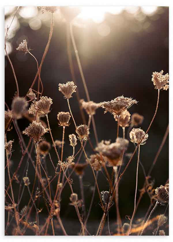 Quadro minimalista de flores secas iluminadas pela luz do pôr do sol, ideal para decorações nórdicas. Disponível em kudeko.com