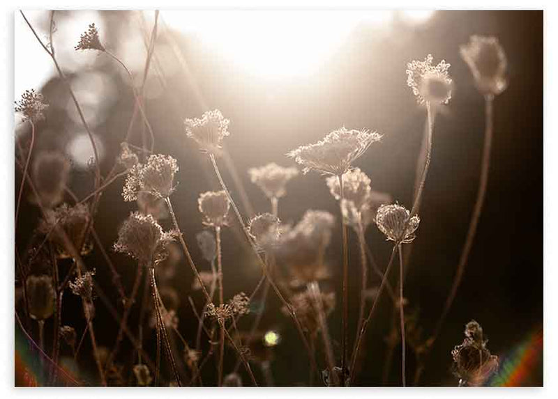 Quadro horizontal de flores silvestres iluminadas pelo sol ao entardecer, em tons quentes e com um ambiente natural decorativo. Disponível em kudeko.com