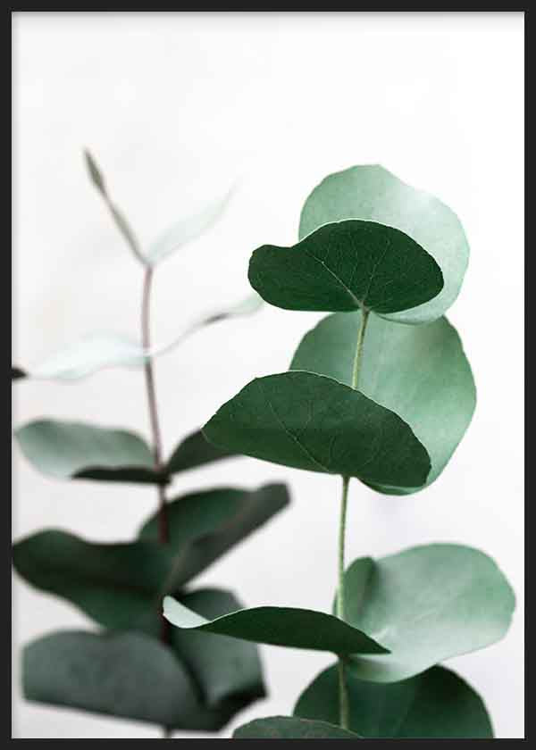 Cuadro con ramas de eucalipto en tonos verdes suaves sobre fondo claro. Disponible en kudeko.com.
