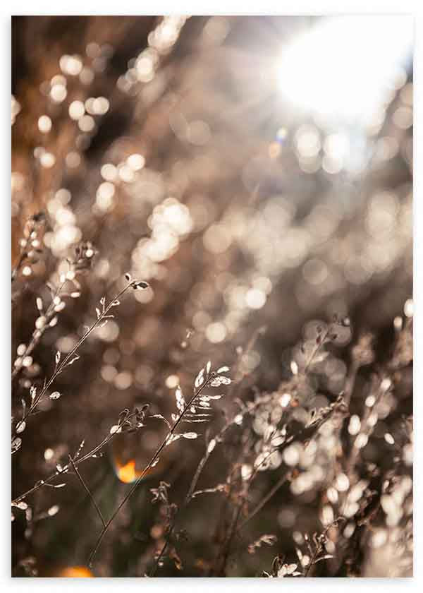 Wandbild im minimalistischen Stil mit goldenem Licht über einem natürlichen Feld und Bokeh-Effekt, sanfte dekorative Wirkung. Erhältlich auf kudeko.com