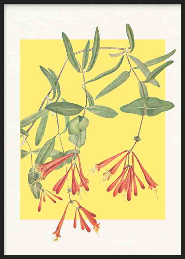 Gerahmtes Wandbild mit Geißblatt, orangefarbenen röhrenförmigen Blüten, stilisierten grünen Blättern, sanft gelbem Hintergrund und botanischem Floralstil. Erhältlich auf kudeko.com