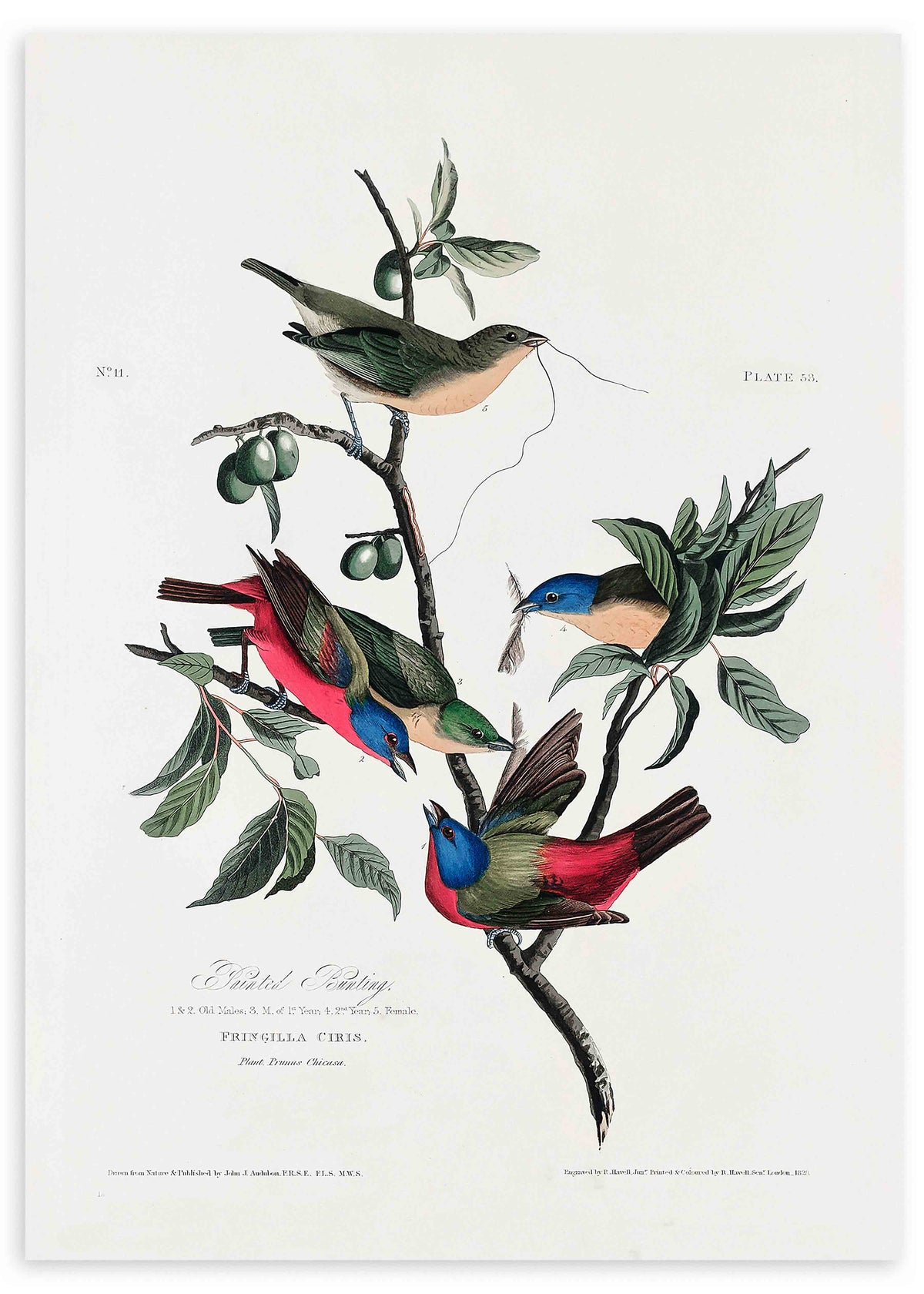 Cuadro de aves exóticas sobre ramas con hojas y frutos, en tonos azul, rojo, verde oliva y beige, de estilo vintage. Disponible en kudeko.com