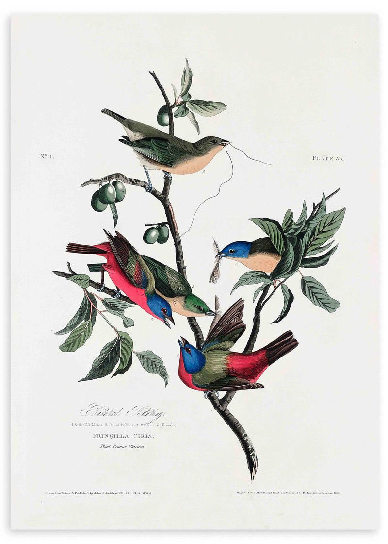 Cuadro de aves exóticas sobre ramas con hojas y frutos, en tonos azul, rojo, verde oliva y beige, de estilo vintage. Disponible en kudeko.com