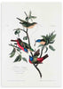 Gerahmtes Wandbild mit exotischen Vögeln auf Ästen, Blättern und Früchten, in Blau, Karminrot, Olivgrün und Beige, im naturalistischen Vintage Stil vor hellem Hintergrund. Erhältlich auf kudeko.com