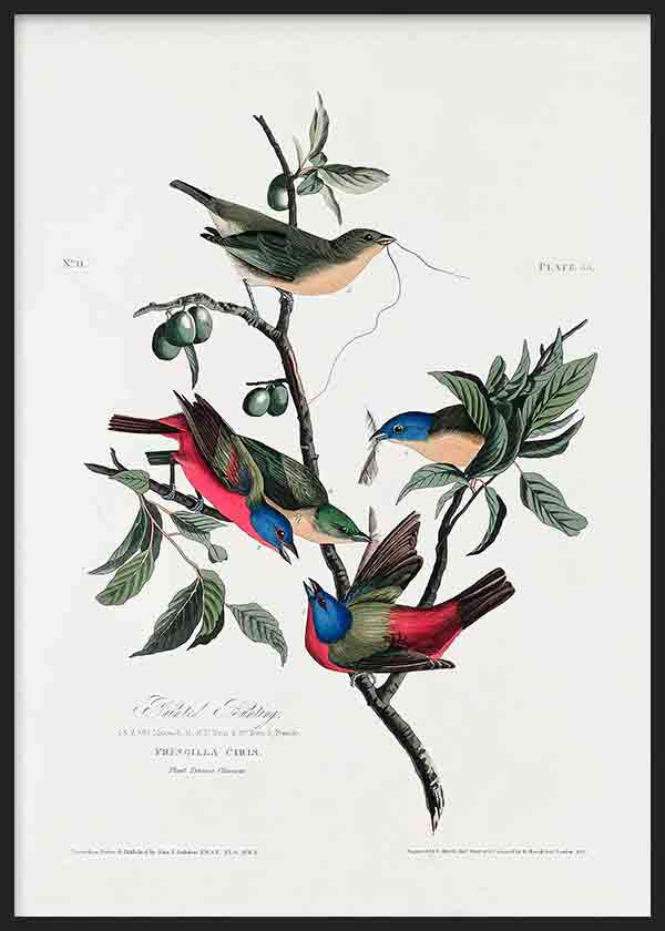 Gerahmtes Wandbild mit exotischen Vögeln auf Ästen, Blättern und Früchten, in Blau, Karminrot, Olivgrün und Beige, im naturalistischen Vintage Stil vor hellem Hintergrund. Erhältlich auf kudeko.com