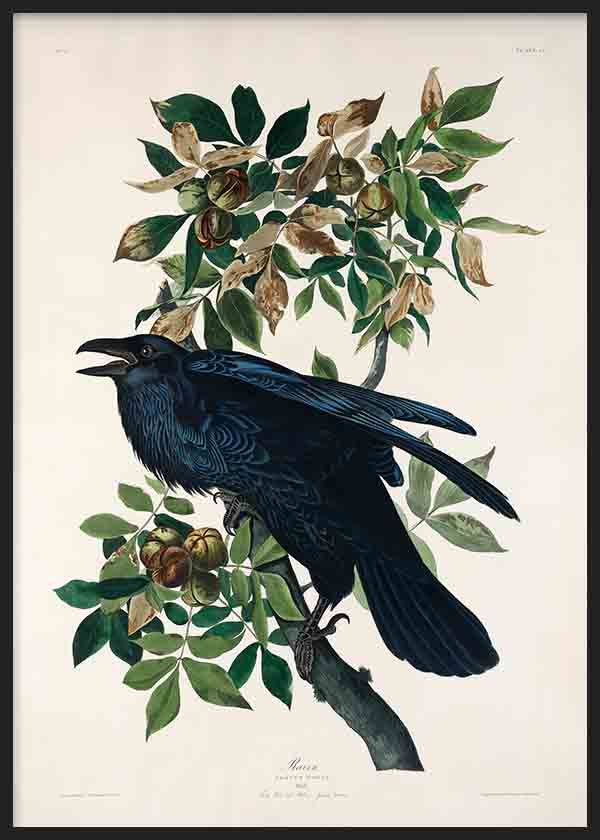 Gerahmtes Wandbild mit schwarzem Raben auf einem Ast, grünen Blättern, braunen Früchten, hellem Hintergrund und botanischer Komposition im Vintage Stil. Erhältlich auf kudeko.com