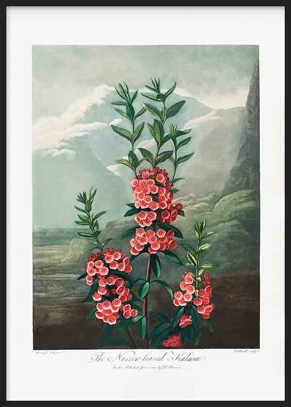 Wandbild mit botanischer Kalmien Illustration, rosafarbenen Blüten mit roten Details, grünem Laub und nebliger Landschaft in graugrünen Tönen, im Vintage-Stil. Erhältlich auf kudeko.com