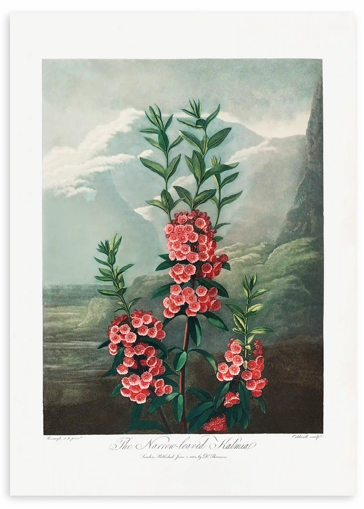 Cuadro con ilustración botánica de kalmia de flores rosadas, hojas verdes y fondo de paisaje brumoso en tonos gris verdoso, de estilo vintage. Disponible en kudeko.com