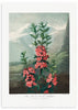 Wandbild mit botanischer Kalmien Illustration, rosafarbenen Blüten mit roten Details, grünem Laub und nebliger Landschaft in graugrünen Tönen, im Vintage-Stil. Erhältlich auf kudeko.com