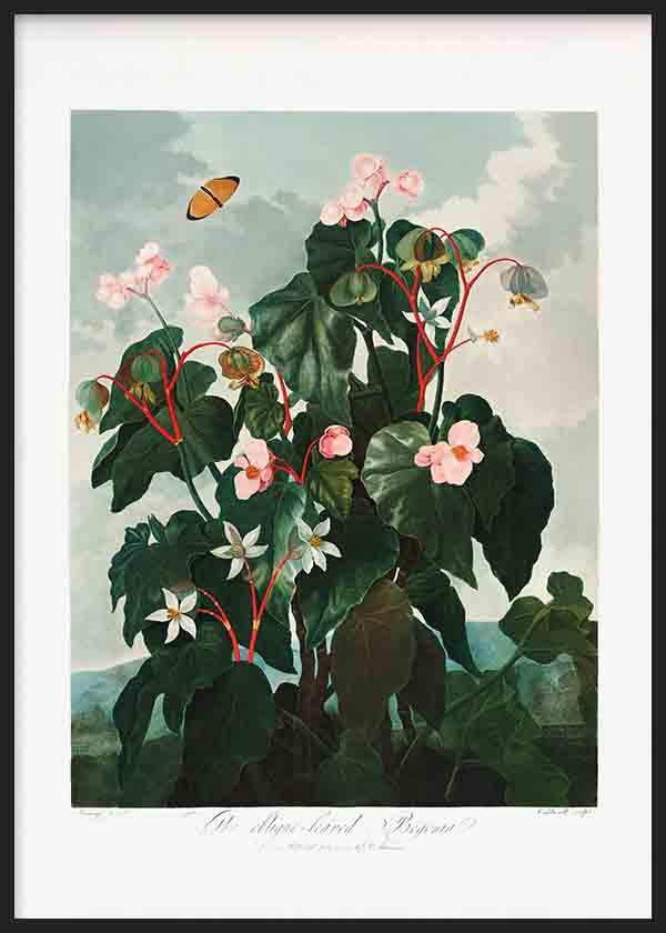 Quadro botânico com begónia, folhas grandes verde escuro, caules avermelhados, flores em rosa claro e branco sobre fundo verde acinzentado, estilo vintage. Disponível em kudeko.com