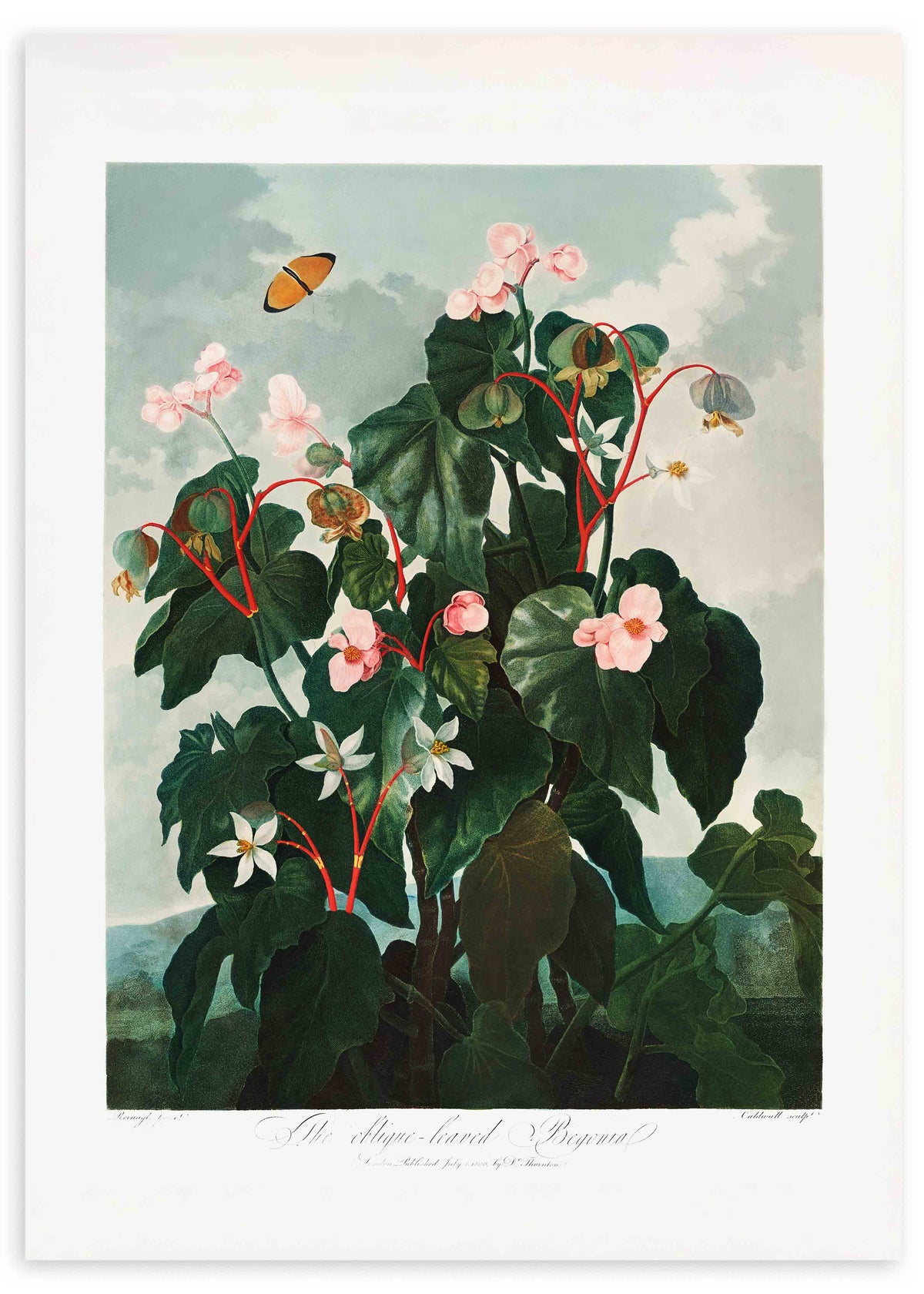 Cuadro de begonia botánica con hojas verde oscuro, tallos rojizos, flores rosa pálido y blancas sobre fondo verde grisáceo, de estilo vintage. Disponible en kudeko.com