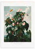 Quadro botânico com begónia, folhas grandes verde escuro, caules avermelhados, flores em rosa claro e branco sobre fundo verde acinzentado, estilo vintage. Disponível em kudeko.com