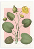 Cuadro de nenúfares amarillos con hojas verdes amplias, capullos botánicos y fondo rosa suave, de estilo floral. Disponible en kudeko.com