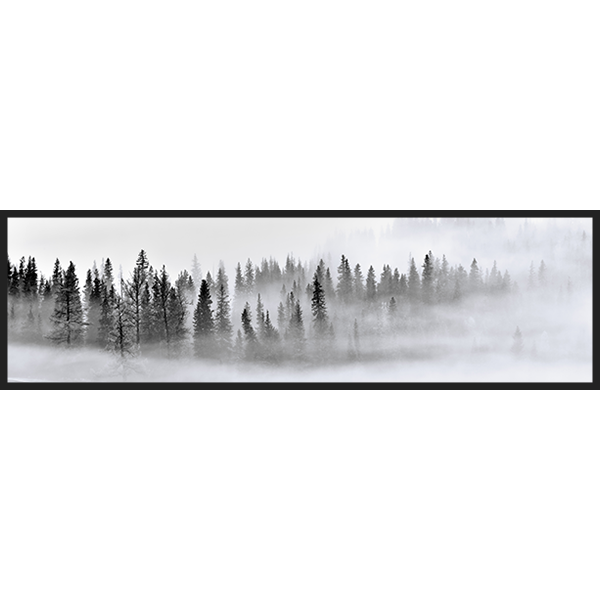 Foggy Forest