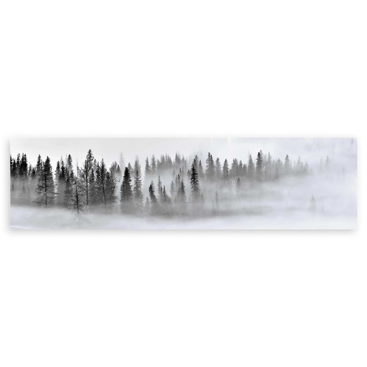 Cuadro horizontal blanco y negro de un bosque brumoso disponible en kudeko.com