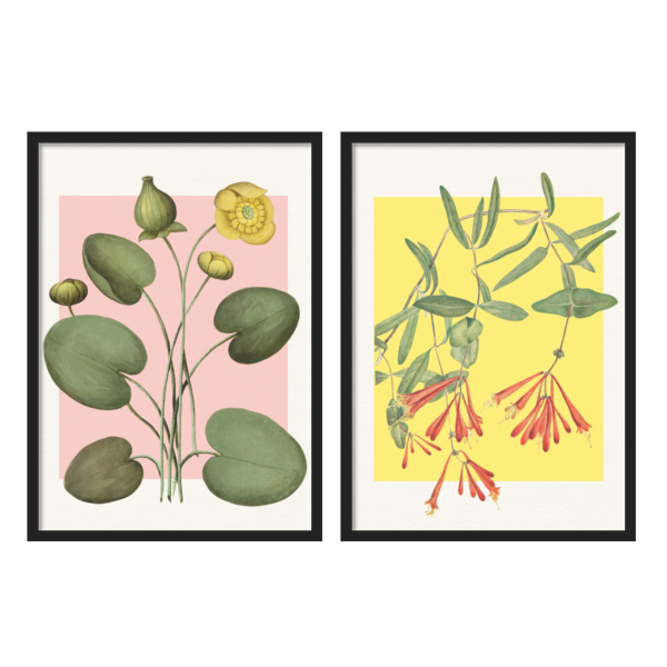 Two Combo - Bloom Water Lilies