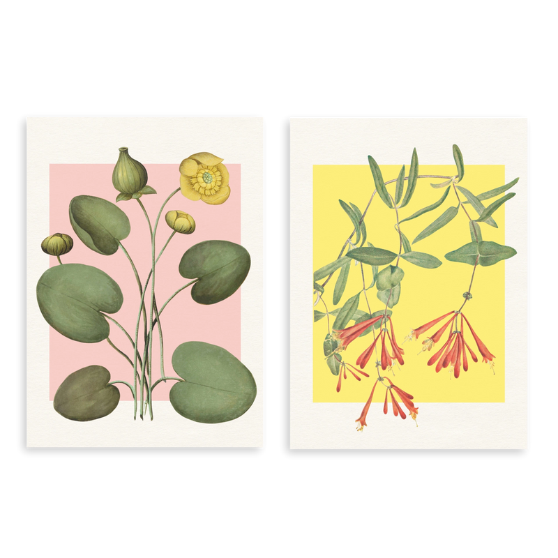 Conjunto de dos cuadros decorativos sin marco de estilo minimalista y tonos_pastel, dúo botánico de flores y hojas en tonos suaves, modelo Two Combo - Bloom Water Lilies
