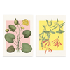 Conjunto de dos cuadros decorativos sin marco de estilo minimalista y tonos_pastel, dúo botánico de flores y hojas en tonos suaves, modelo Two Combo - Bloom Water Lilies