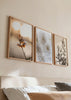 Set aus drei gerahmten Wandbildern mit getrockneter Blume im warmen Licht, weißen Chrysanthemen in Nahaufnahme, botanischen Schatten, Creme-, Sand- und sanften Brauntönen im floralen Stil. Erhältlich auf kudeko.com
