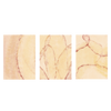 Conjunto de tres cuadros decorativos sin marco de estilo minimalista y beige, composición abstracta de hojas suaves en tonos cálidos, modelo Three Combo - Hojas de Luz