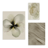 Conjunto de tres cuadros decorativos sin marco de estilo orgánico y sereno, mural botánico en acuarela de flor marfil, modelo Mural I - Flor de Marfil