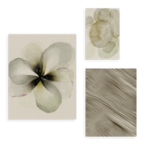 Conjunto de tres cuadros decorativos sin marco de estilo orgánico y sereno, mural botánico en acuarela de flor marfil, modelo Mural I - Flor de Marfil