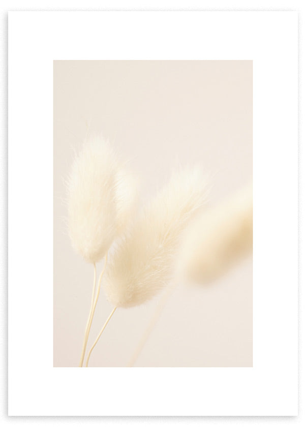 Cuadro con espigas de cola de conejo en tonos crema, beige y blanco sobre fondo suave, composición luminosa de estilo naturaleza y paisajes. Disponible en kudeko.com