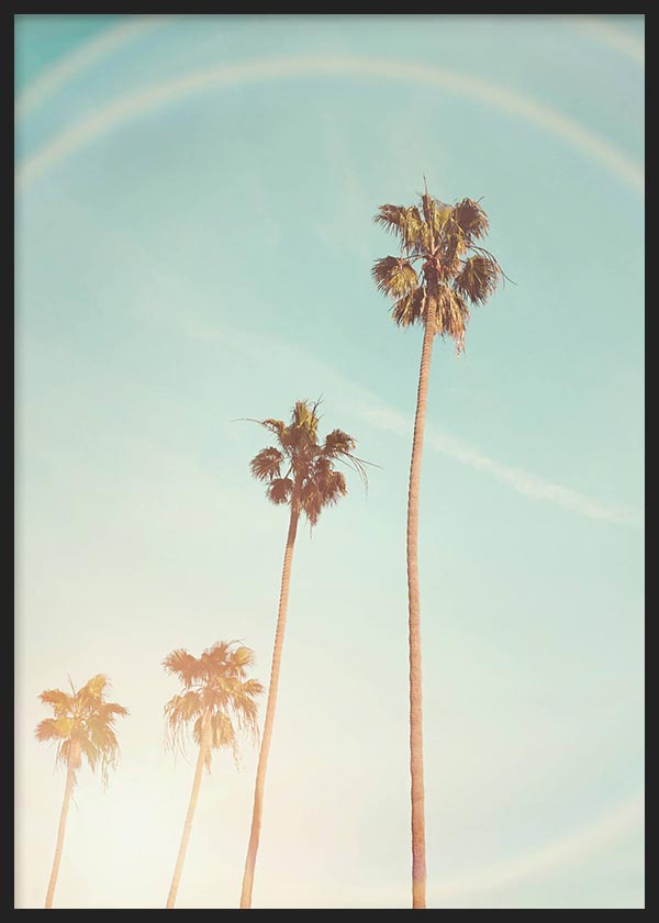 Sunny Cali Palm Tree