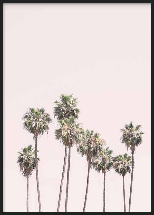 Blush Palms