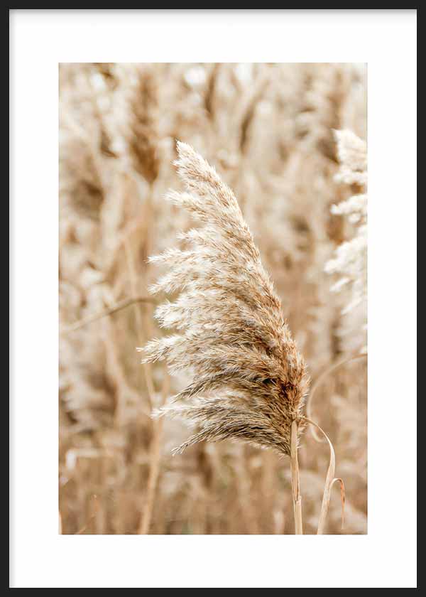 Cuadro de caña seca soleada con espiga beige, arena y crema sobre fondo vegetal difuminado, de estilo fotográfico. Disponible en kudeko.com