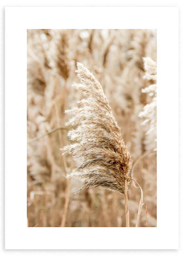 Tableau encadré avec roseau sec au soleil, épi beige, sable et crème sur fond végétal flou, dans un style photographique naturel et apaisant. Disponible sur kudeko.com