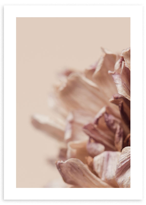 Cuadro con detalle de pétalos de crisantemo en tonos beige, rosa empolvado y marrón suave, con enfoque difuso y estilo floral. Disponible en kudeko.com